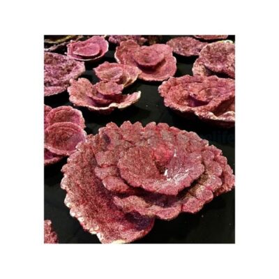 Real Reef Rock – Plate Corals (10 Stk.)