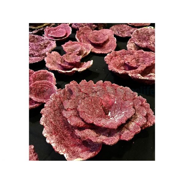 Real Reef Rock – Plate Corals (10 Stk.)